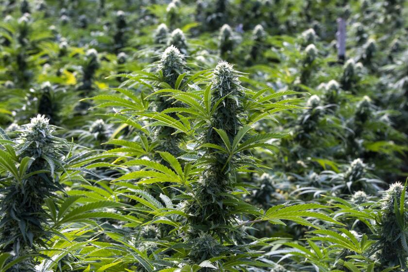 MENDOCINO COUNTY, CA - September 19, 2022: Cannabis plants in a greenhouse at an illicit grow Monday, Sept. 19, 2022 in Mendocino County, CA. (Brian van der Brug / Los Angeles Times)