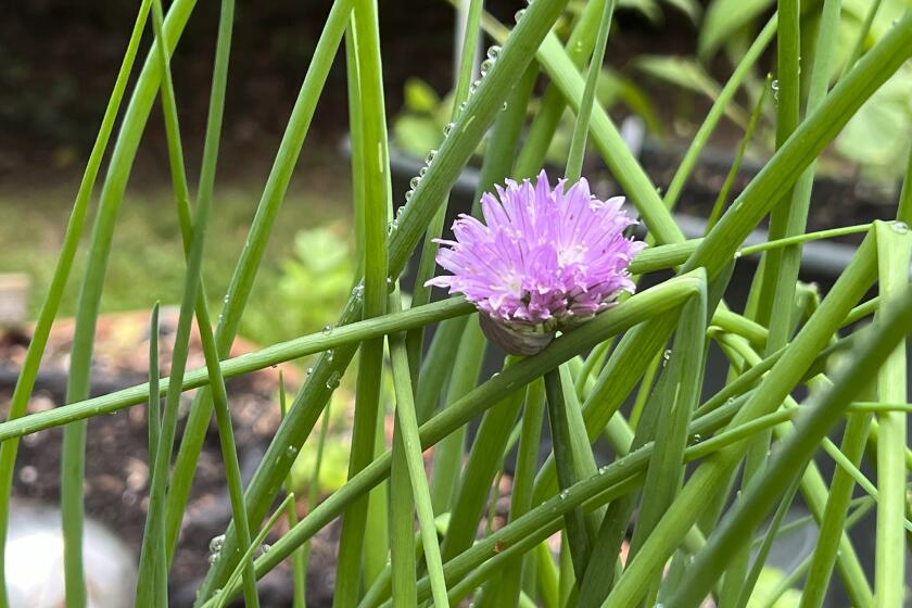 Onion chives are a perennial herb that is a welcome addition to dishes from the home kitchen.