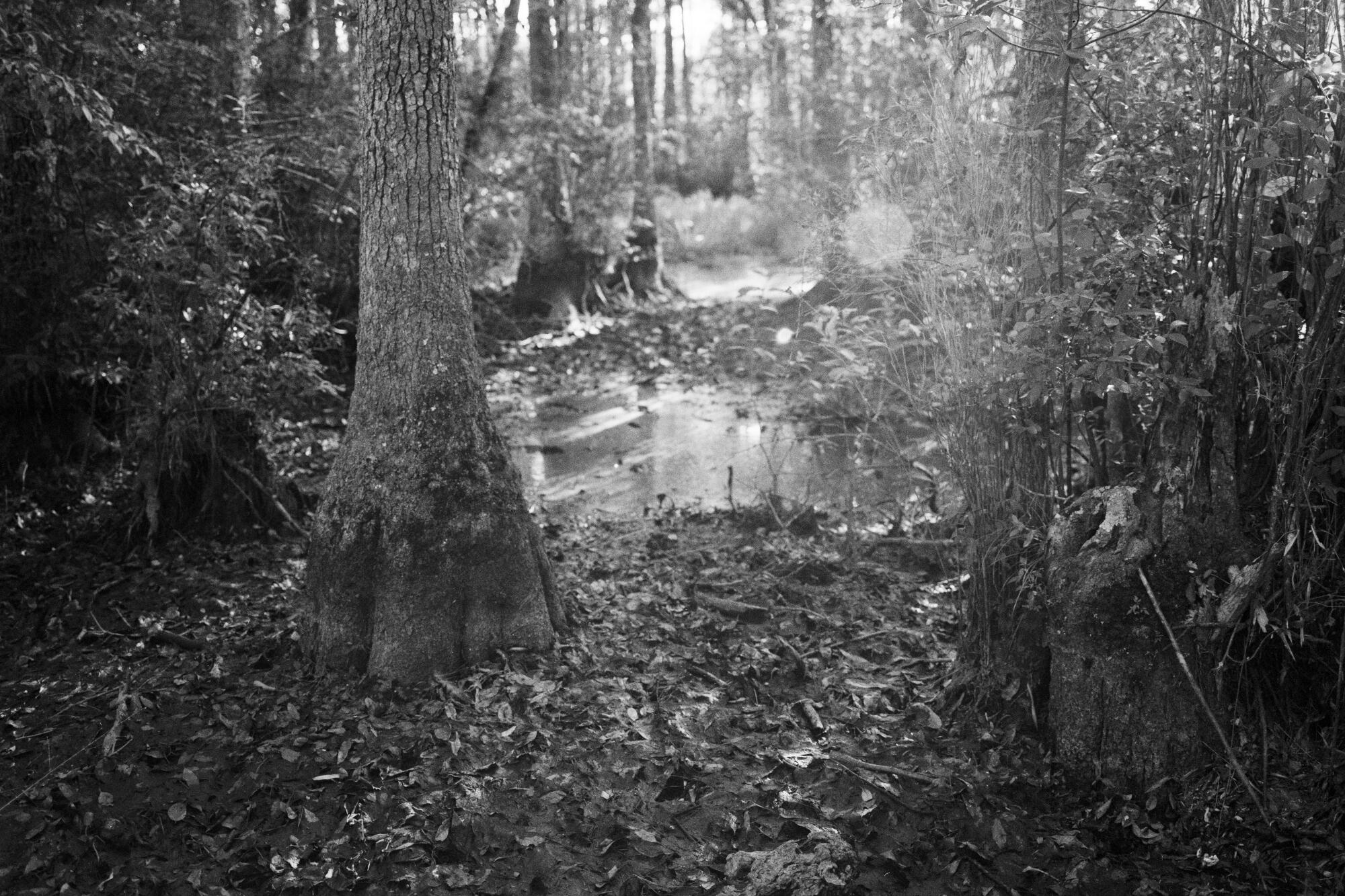 A view of a pond in forest 