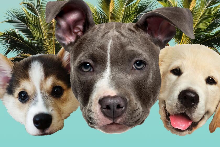 Three doggos combined in one image to create maximum cuteness.