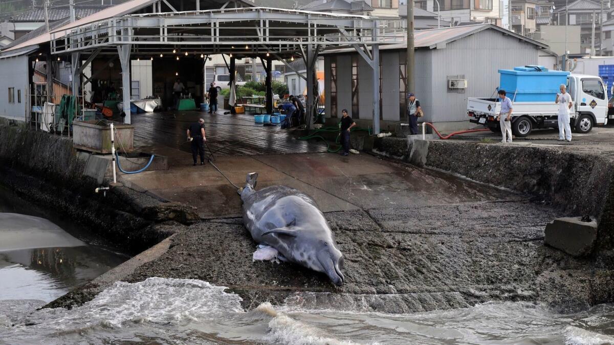 A Baird's beaked whale is pulled out of the water at a slaughterhouse in Wada Port, Japan, in 2009.