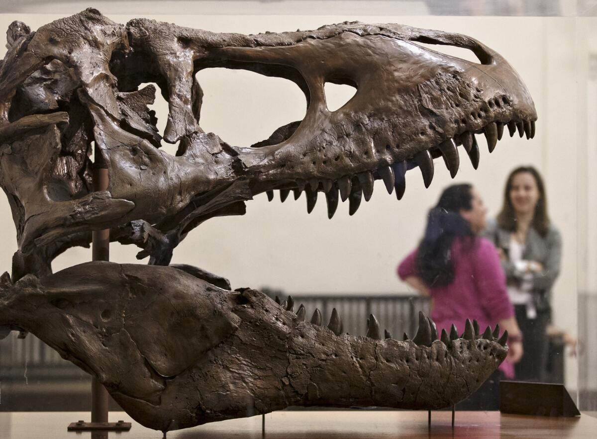 A cast of a Tyrannosaurus rex discovered in Montana at the Smithsonian National Museum of Natural History. The real T. rex bones will be on display after a massive five-year renovation.