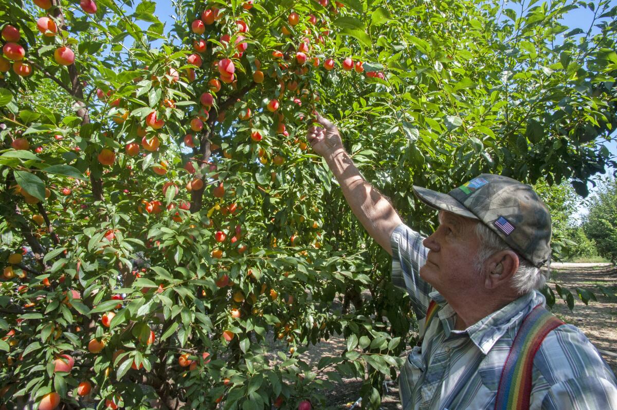 Floyd Zaiger examines an experimental plum-cherry hybrid  in Modesto