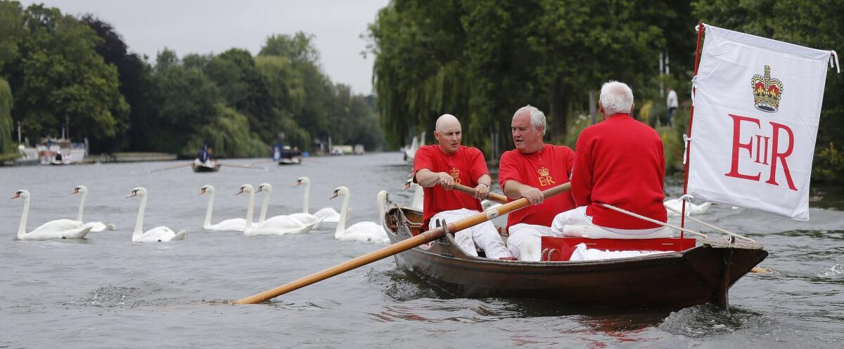 Queen's swan uppers pass swans during the annual count of the waterfowl in Staines-on-Thames, England, on July 20.