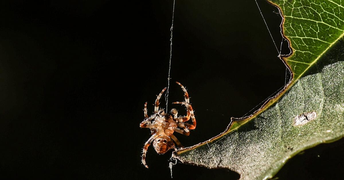 Are there a variety of spiders in Southern California proper now?