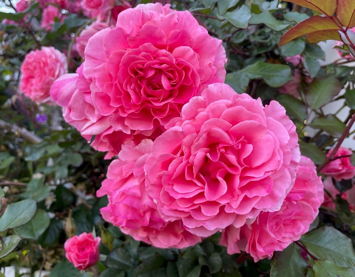 The full pink blooms of 'Dreamweaver,' a climbing rose, cascade downward.