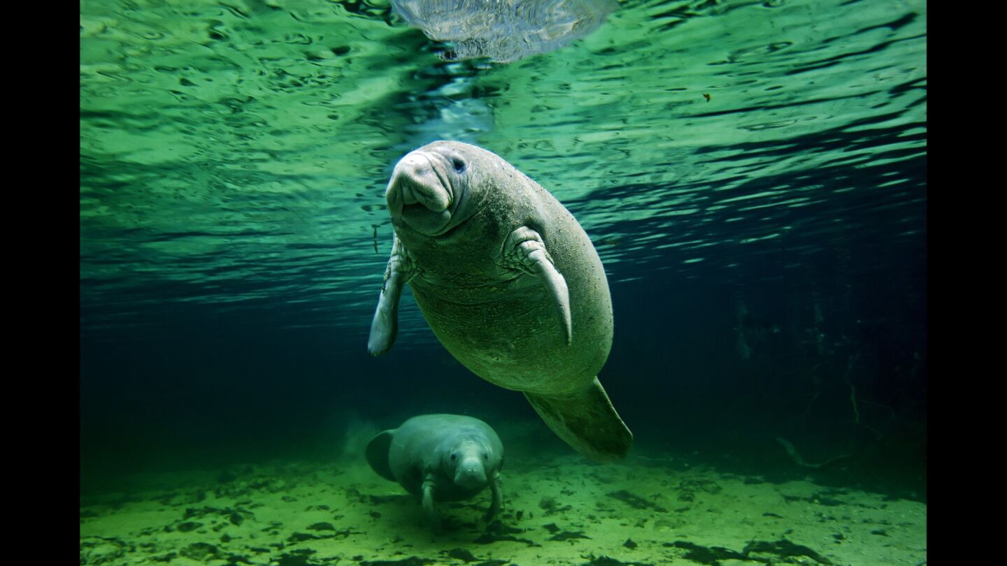 A female manatee and her calf lounge in a clear and warm freshwater spring in Florida's Crystal River. The manatees hang out by the warmer water during the winter and then migrate into salt water as it warms in the spring. During this migration in recent years, manatees have been dying from breathing or inadvertently ingesting brevetoxin, a potent neurotoxin produces by a toxic algae called karenia brevis.