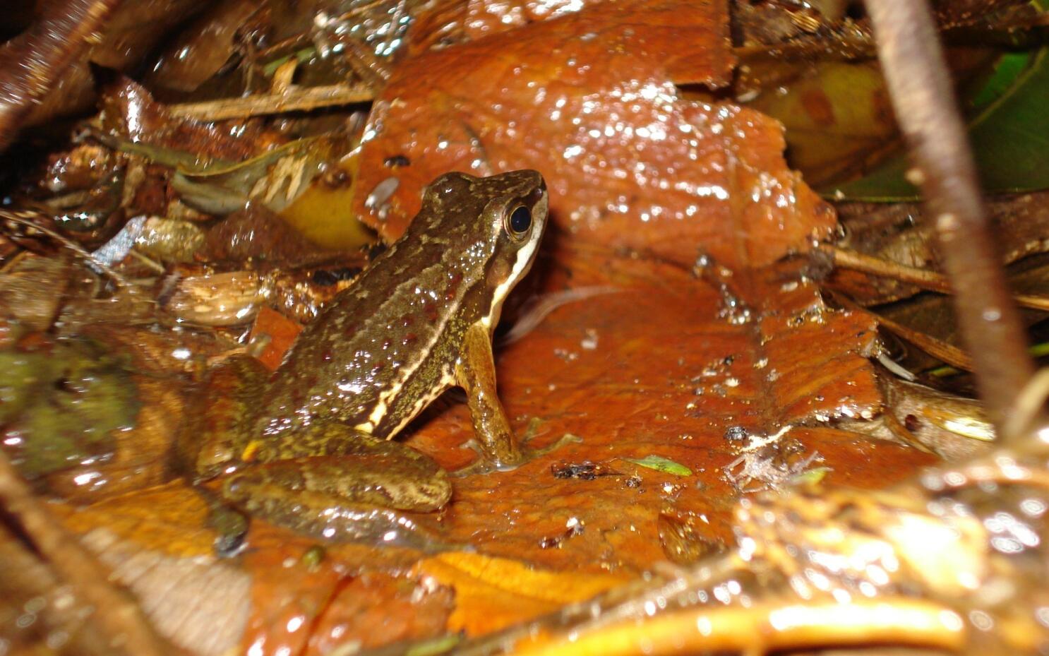 Frog communication goes way beyond 'ribbit,' scientists say - Los