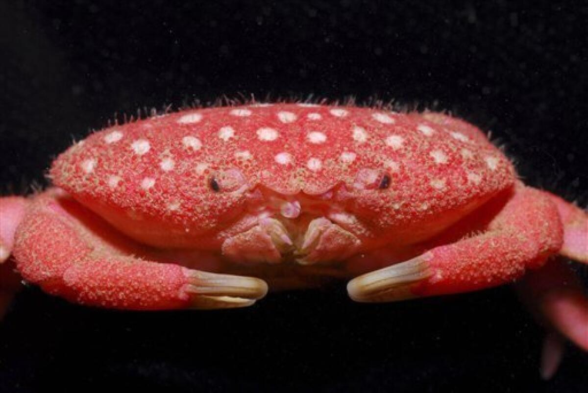 In this undated image released from the National Taiwan Ocean University, a new species of crab (Neoliomera Pubescens) is displayed. A marine biologist said he has discovered a new crab species off the coast of southern Taiwan that looks like a strawberry with small white bumps on its red shell. (AP Photo/National Taiwan Ocean University)