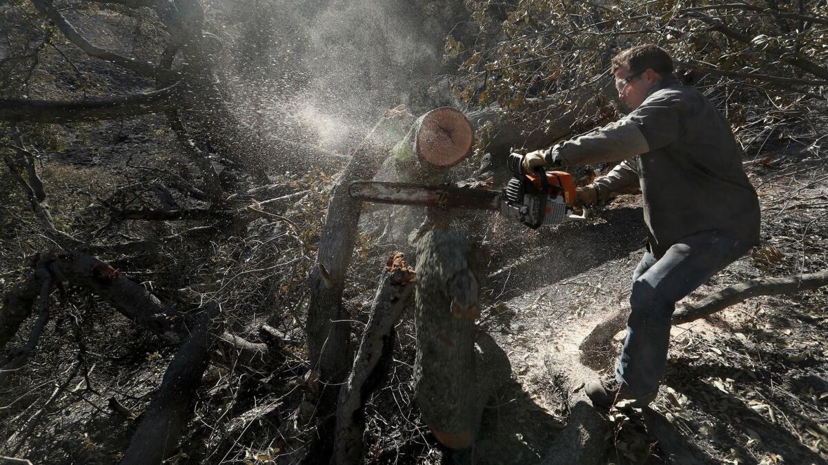 Trevor Quirk, co-founder of the Upper Ojai Relief Center, cuts away heavy a section of a burned oak tree on the property of an upper Ojai resident who lost her home.