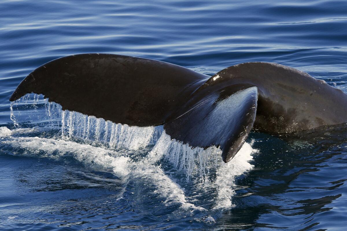 Dana Point was named the first Whale Heritage Site in the U.S. on Wednesday.