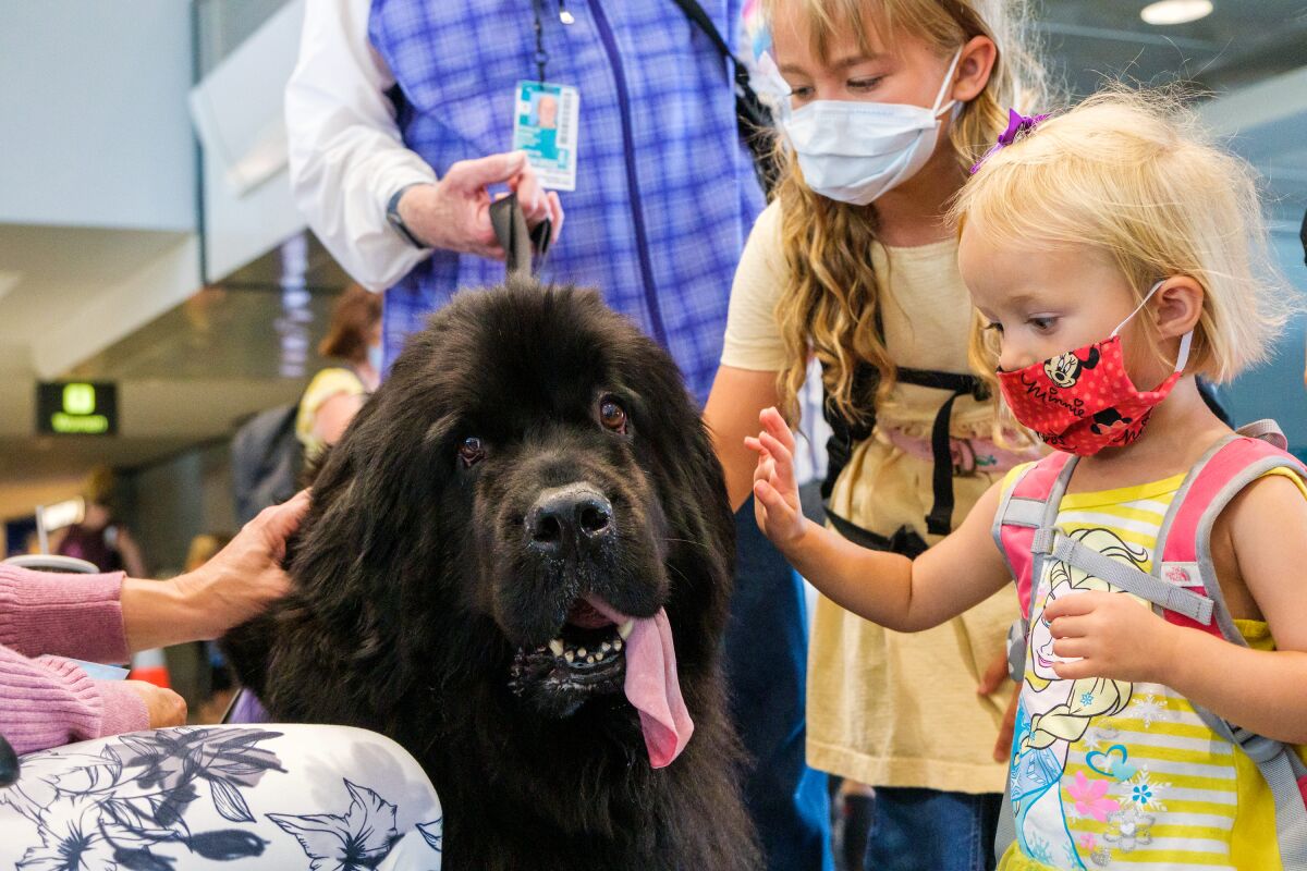 Children pet an airport therapy dog.