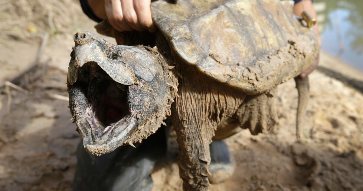 Les États-Unis abandonnent la protection des espèces menacées alors que les experts mettent en garde contre leur extinction