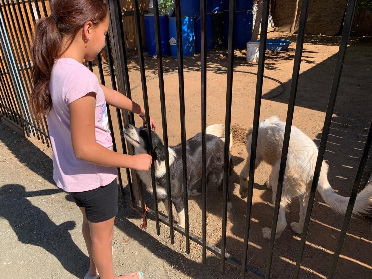 A girl pets one of two dogs through a fence