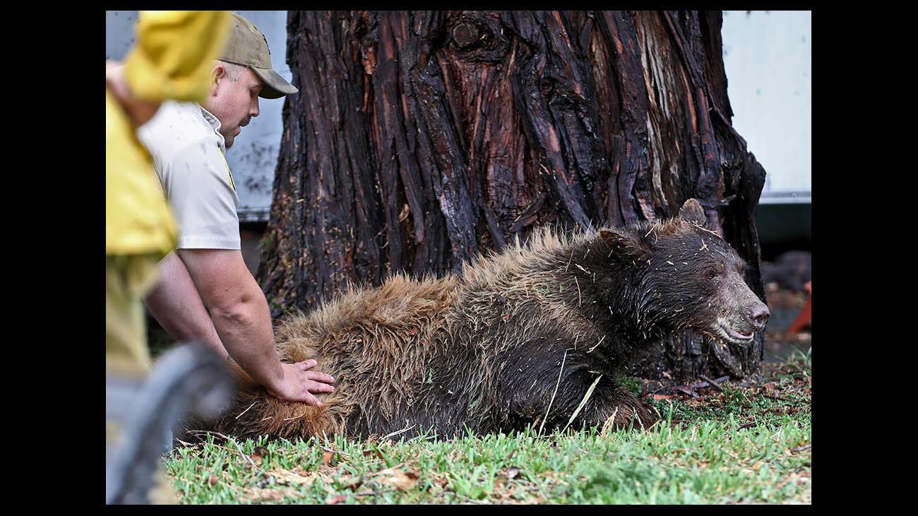 A young, sleepy female black bear is held down by a game warden while she completely falls asleep after being tranquilized and falling off a tree, at a home on the 4800 block of Burgoyne Lane, in La Canada Flintridge on Thursday, May 31, 2018.