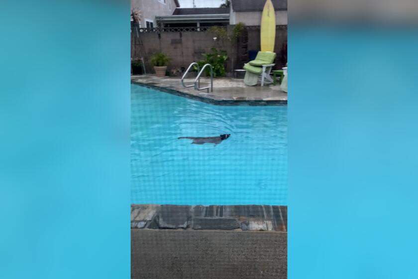 "Raccoons enjoy 'pool party' in Huntington Beach backyard"