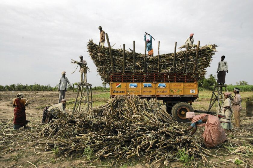 Migrant workers cut and stack sugar cane in southern India's Tamil Nadu state. In western India, a farm crisis and drought have driven farmers to seek work in the sugar cane industry as migrant laborers.