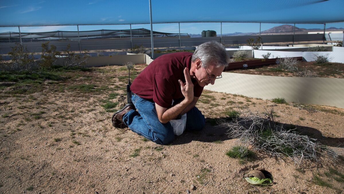 Biologist Brian Henen observes a young desert tortoise inside a pen set up to protect the species at the Marine Corps Air Ground Combat Center in Twentynine Palms.