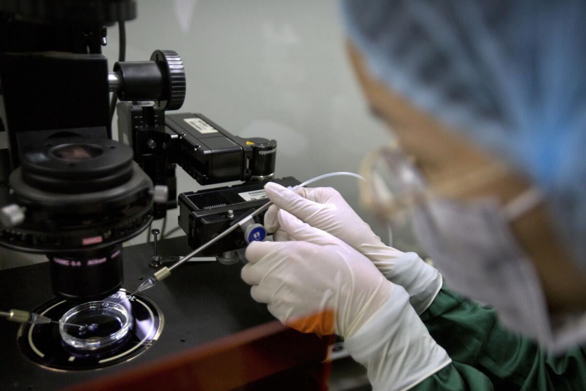 En esta foto de archivo del 9 de octubre de 2018, un investigador instala una pequeñísima pipeta de vidrio en un microscopio para inyectar embriones en un laboratorio en Shenzhen, en el sur de China. (AP Foto/Mark Schiefelbein, Archivo)