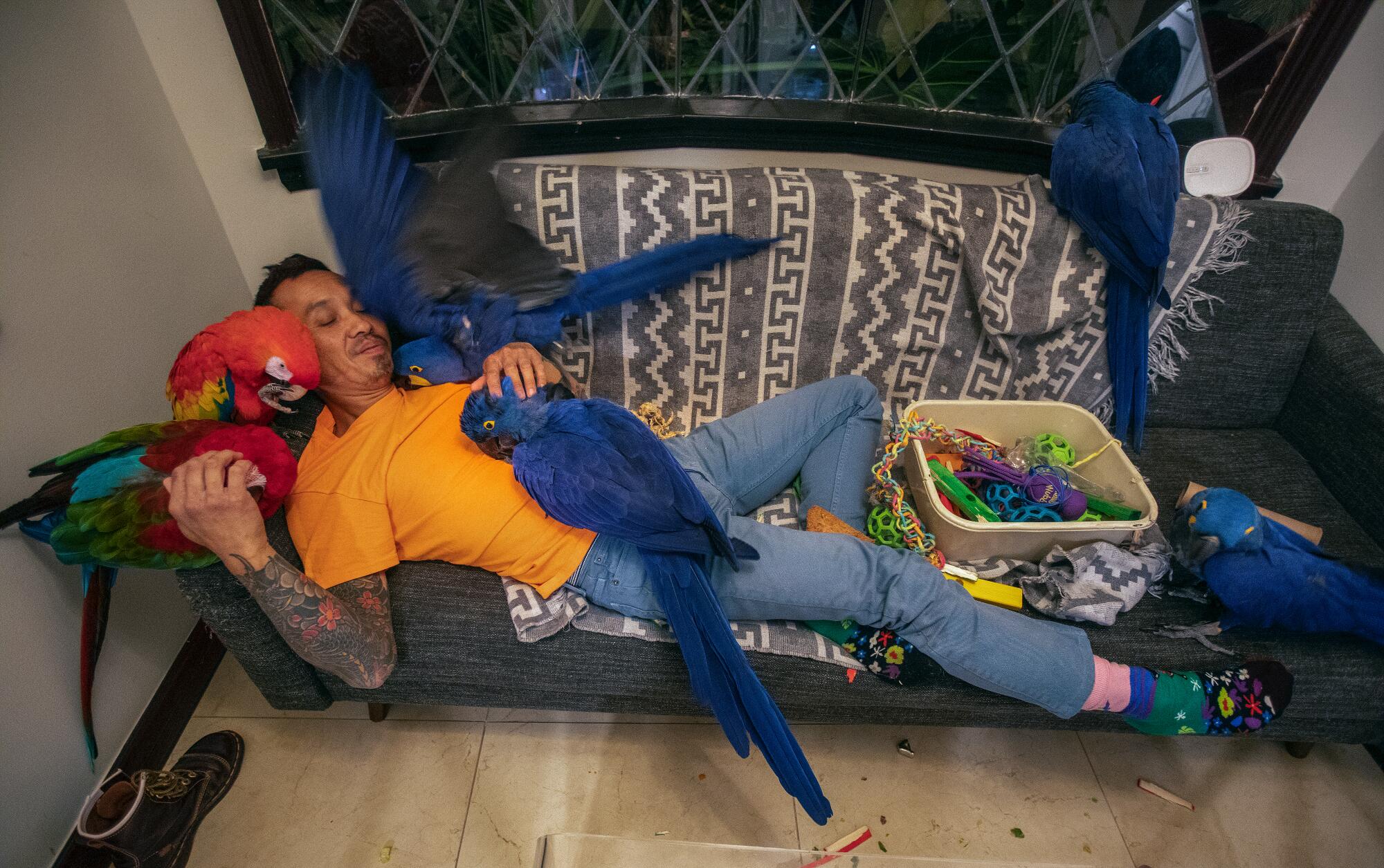 A man lies on a couch with several macaws on his body and the couch