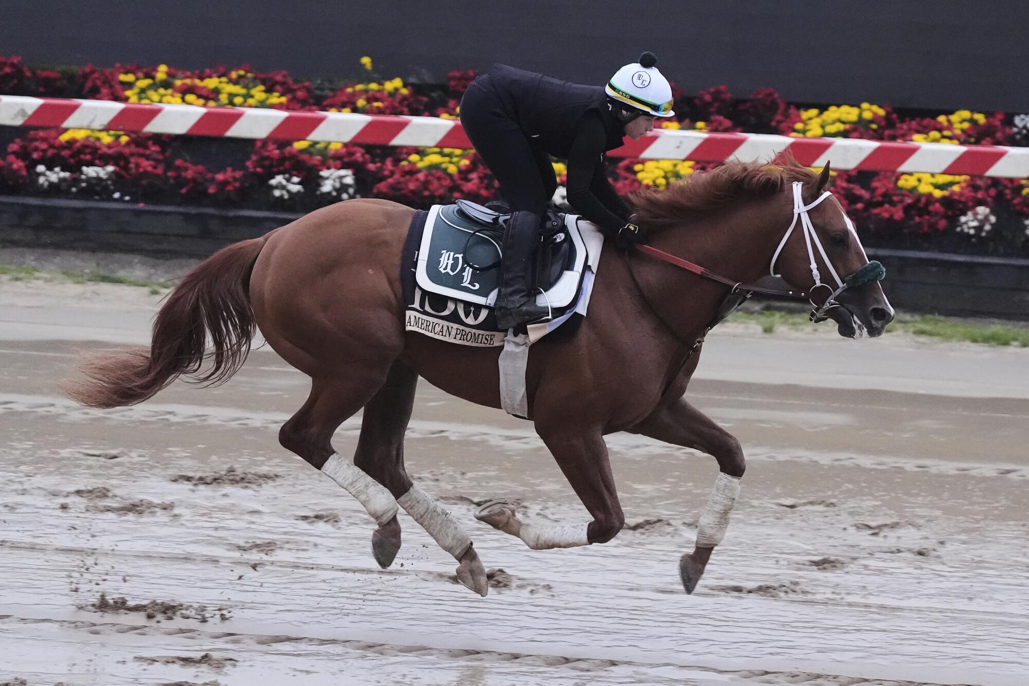 Preakness Stakes entrant American Promise works out at Pimlico Race Course on Thursday.