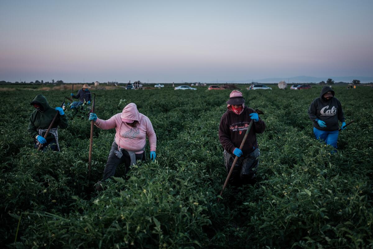 Warmly dressed farmworkers, some holding long-handled tools, stand between rows of crops in a field.