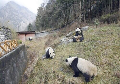 A scene at the China Conservation and Research Center for the Giant Panda in Wolong last year. The reserve is very near the epicenter of the 7.9-magnitude earthquake that killed tens of thousands of people in China on Monday, but the animals and attendants at the park were reported safe.