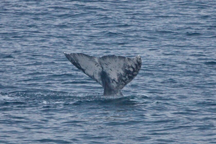 A Gray Whale's tail, which can sometimes be seen from La Jolla's coast.