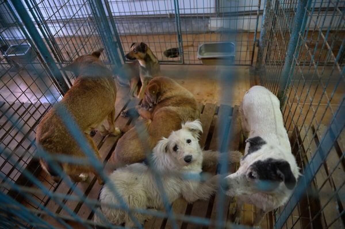 Stray dogs at an animal shelter in Bucharest, where the problem of about 64,000 strays and an epidemic of bites and maulings has led authorities to authorize the killing of any dog captured and unclaimed within 14 days.