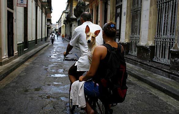A couple ride a bicycle with a dog after rains in Havana. Tropical Storm Gustav built toward renewed hurricane force as it drove toward Jamaica, according to the National Hurricane Center in Miami.