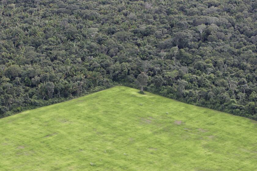 BELTERRA, PARA STATE, BRAZIL - 2020/05/14: Large estate land management in Amazon rain forest, interspersed patches of intact forets and deforested areas occupied with soy plantation. (Photo by Ricardo Beliel/Brazil Photos/LightRocket via Getty Images)
