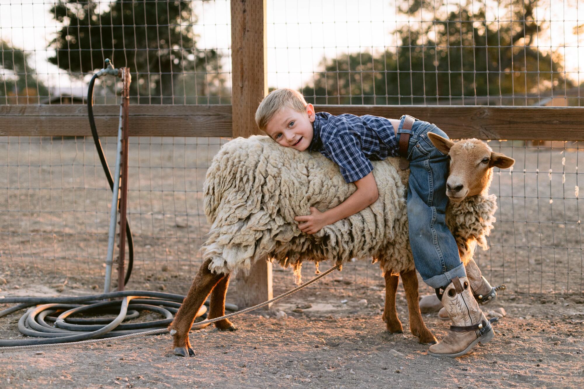 A boy lays atop a sheep and looks at the camera.