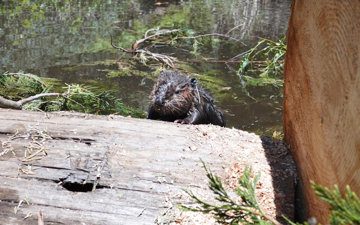 A beaver behind a log