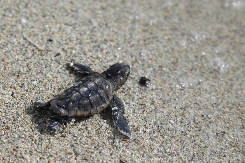 Una tortuga marina se encamina al mar en la playa Haulover, en Miami, el 9 de julio de 2013. Una ley aprobada en Florida el 24 de junio de 2024 prohíbe soltar globos intencionadamente con el fin de proteger a tortugas marinas, aves y otras especies. (AP Foto/Lynne Sladky, Archivo)