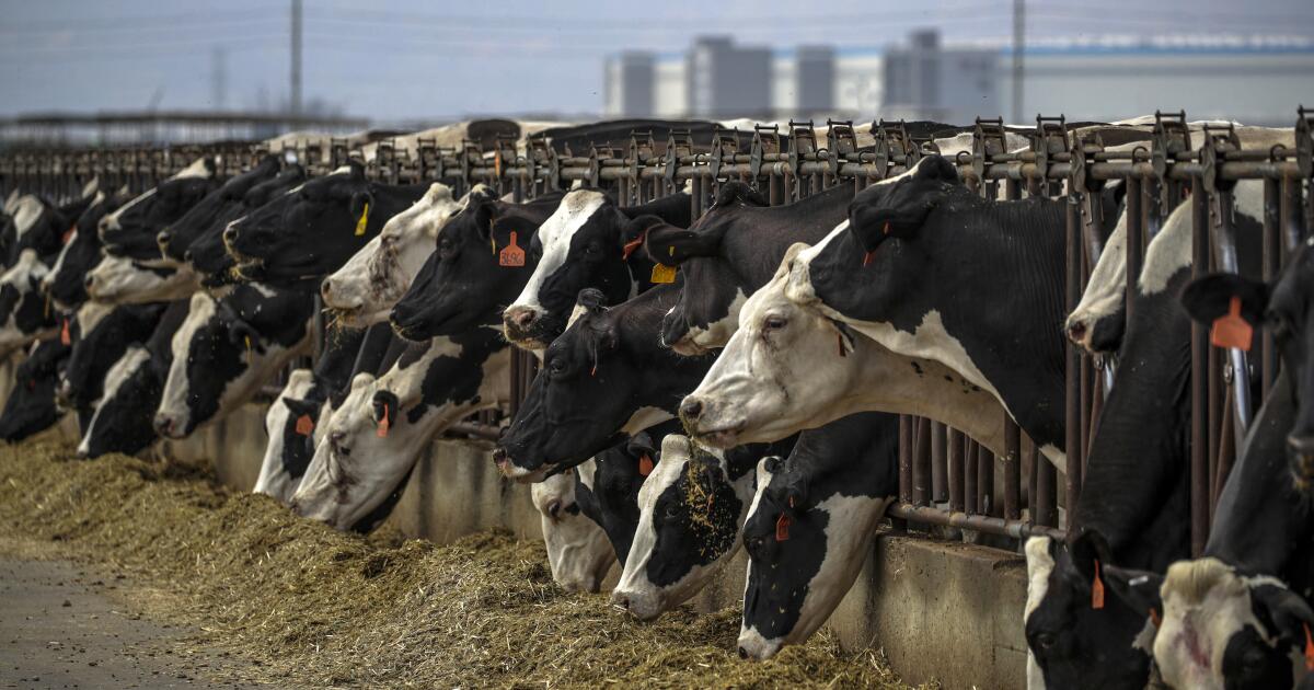 New H5N1 bird flu variant found in Nevada dairy worker as new data shows changes in virus