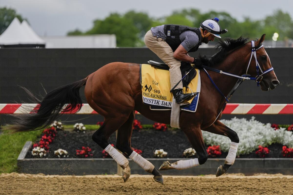 Kentucky Derby winner and Preakness Stakes entrant Mystik Dan works out on Friday.