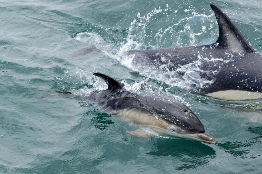 FILE - A dolphin calf swims near a boat at the mouth of the Tagus River in Lisbon, Friday, June 24, 2022. The 193 U.N. member nations have adopted the first-ever treaty to protect marine life in the high seas. The United Nations chief hailed the historic agreement saying it gives the ocean “a fighting chance.” (AP Photo/Armando Franca)