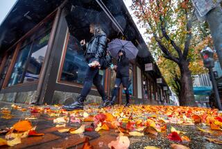 Los Angeles, CA - January 22: A couple use umbrellas while walking through fallen leaves and rain showers in Little Tokyo neighborhood of downtown Los Angeles Monday, Jan. 22, 2024. The strongest in a series of three storms is sliding into the Southland Monday with forecasters warning of possible thunderstorms in Los Angeles. (Allen J. Schaben / Los Angeles Times)