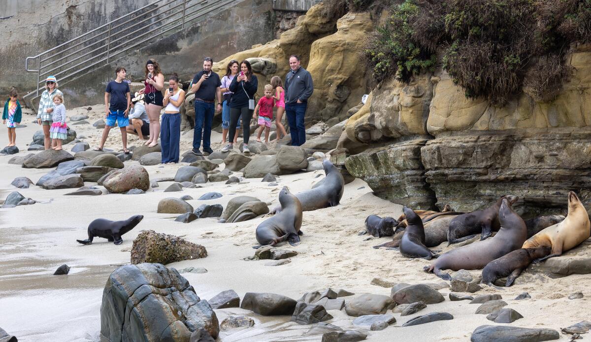 A photo of people watching sea lions resting on the rocks and the beach at La Jolla Cove.