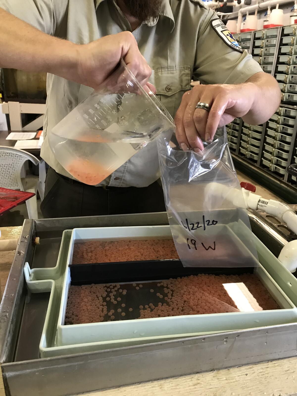 Staff at the Livingston Stone National Fish Hatchery prepare egg samples from endangered winter-run chinook salmon.