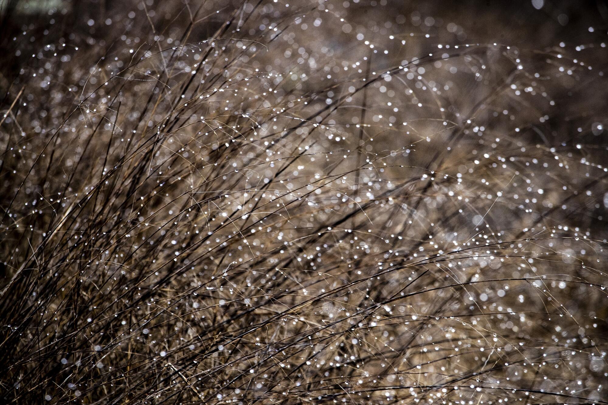 Morning dew reflects on dried grass.