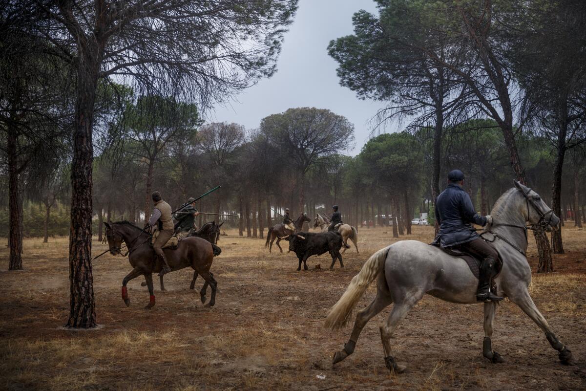 Men on horseback ride through a pine tree forest during a festival event with a bull in Tordesillas, Spain, on Sept. 13, 2016.