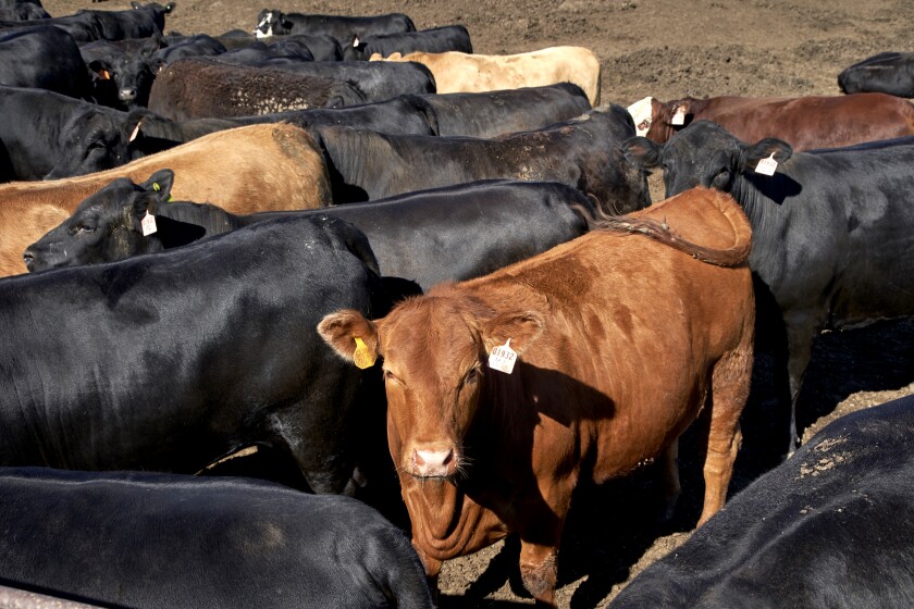 Cattle are seen at a feedlot in Columbus, Neb., last year.