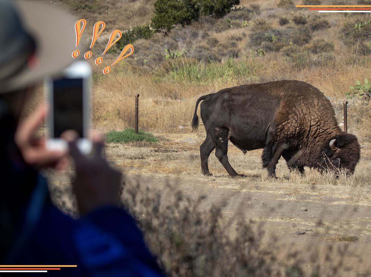 Hiker uses a cellphone with illustrated exclamation points above it to take a picture of a bison