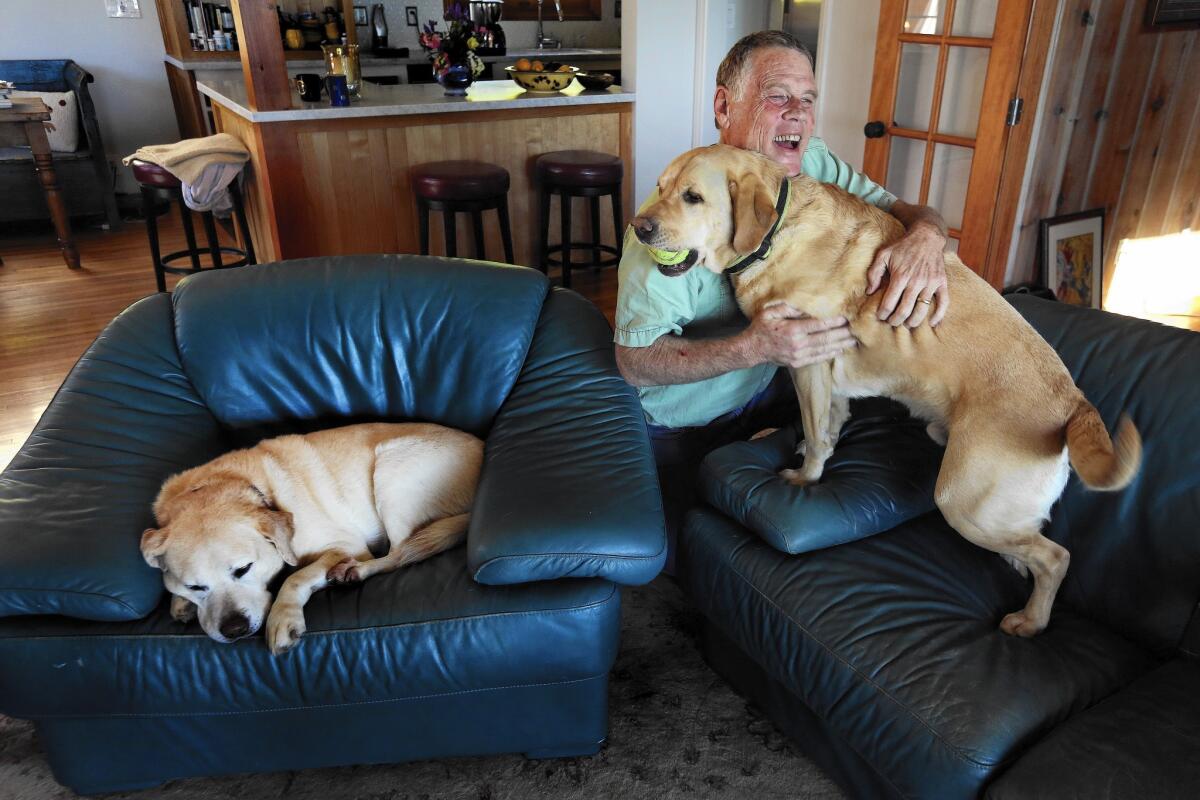 “I like Trump,” says musician Jon Gindick, 68, a registered Democrat, above with his two Labradors at his Ventura home.