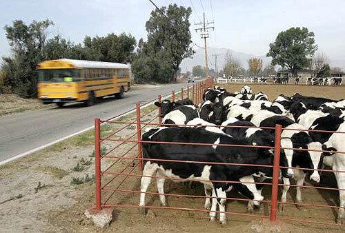 CHANGING LANDSCAPE: Population growth in Los Angeles County forced dairy farmers to migrate to San Bernardino and Riverside counties about 50 years ago. Now the dairies are being relocated again. Above, a dairy in Ontario.