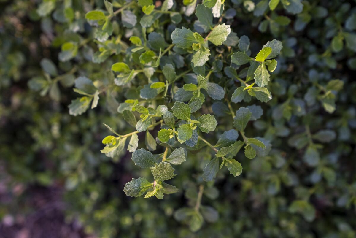 The green leaves of Pigeon Point coyote bush.