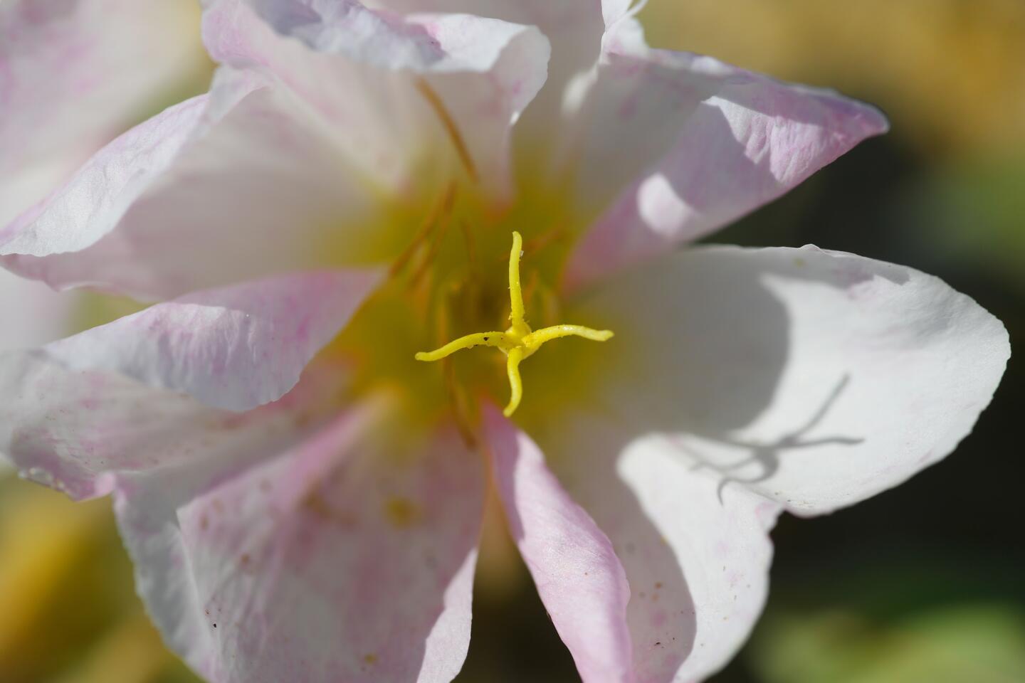 An Evening Primrose has bloomed with more expected in the week or two at Anza-Borrego Desert.