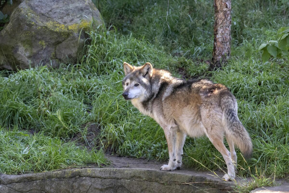 A wolf stands near greenery