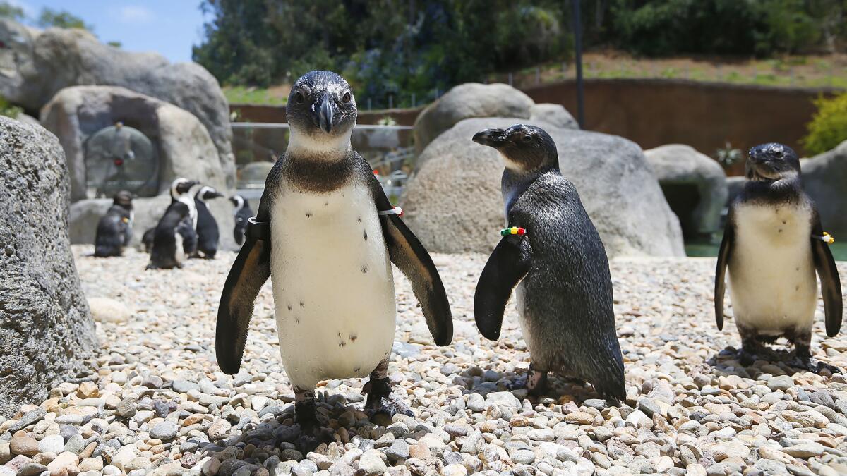 From the San Diego Zoo's Conrad Prebys Africa Rocks exhibit, the stars of the Penguin Cam bring live-streaming fun to your stay-at-home life. Live cams from the San Diego Zoo, the San Diego Zoo Safari Park, the Helen Woodward Animal Center and other animal hot spots are a great source of entertainment during our coronavirus shutdown.